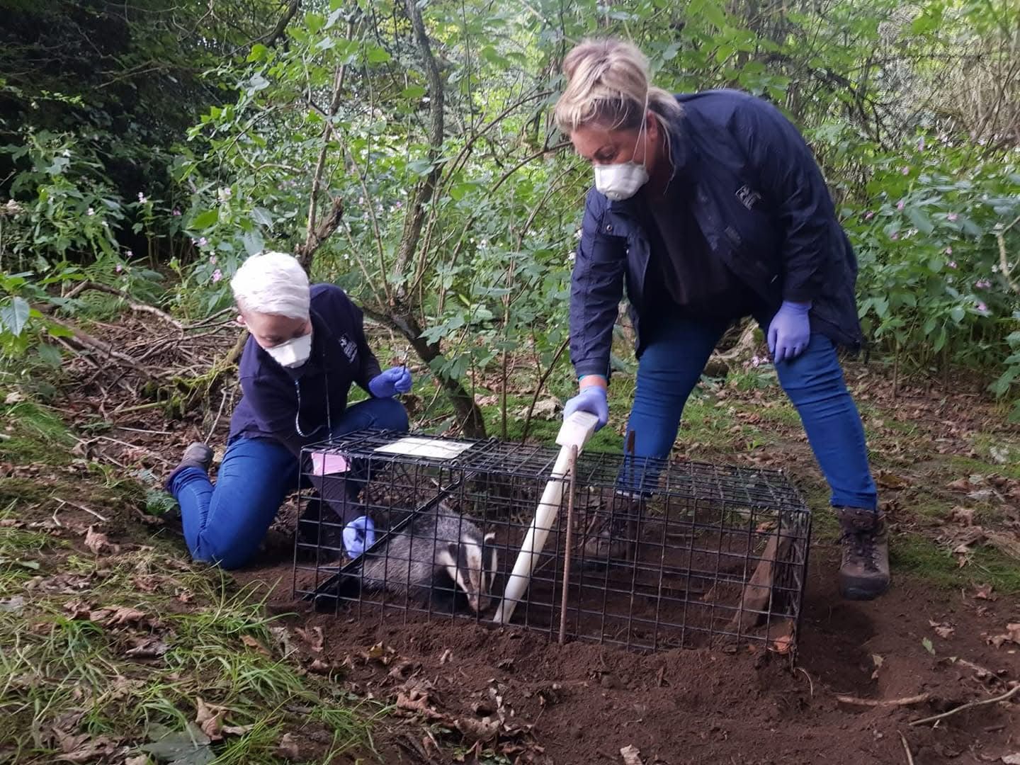 Debbie Bailey with trapped badger